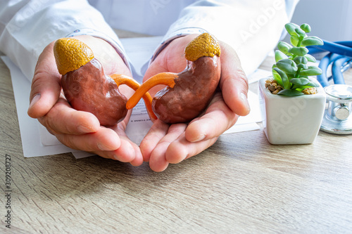 Protection, treatment, prevention and patronage health in nephrology in kidneys health against diseases, pathologies concept photo. Doctor surrounded kidneys anatomical models with hands on desk photo