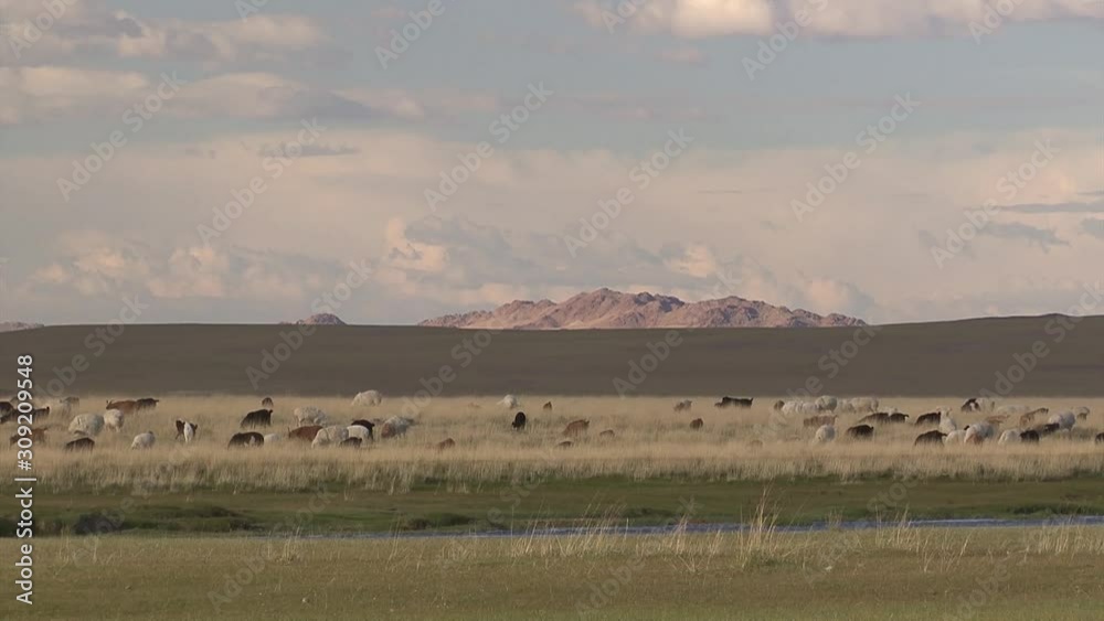 Mongolia, foothill northwestern regions. Landscapes. Mongolia, foothill northwestern regions. Landscapes.