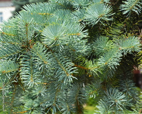 Colorado Blue Spruce Tree Branches. Blue spruce tree.