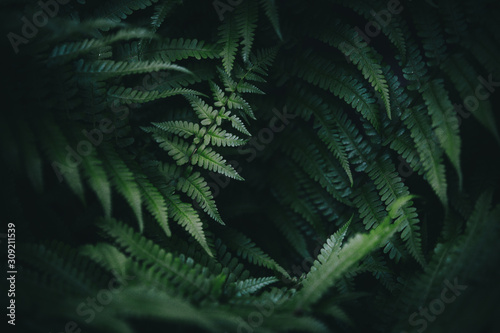 Green fern background in the forest