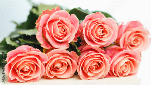 bunch of pink roses  white background