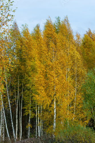 Lonely birches flaunt in the autumn forest.