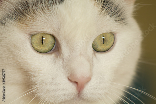 gatto con occhi verdi in primo piano