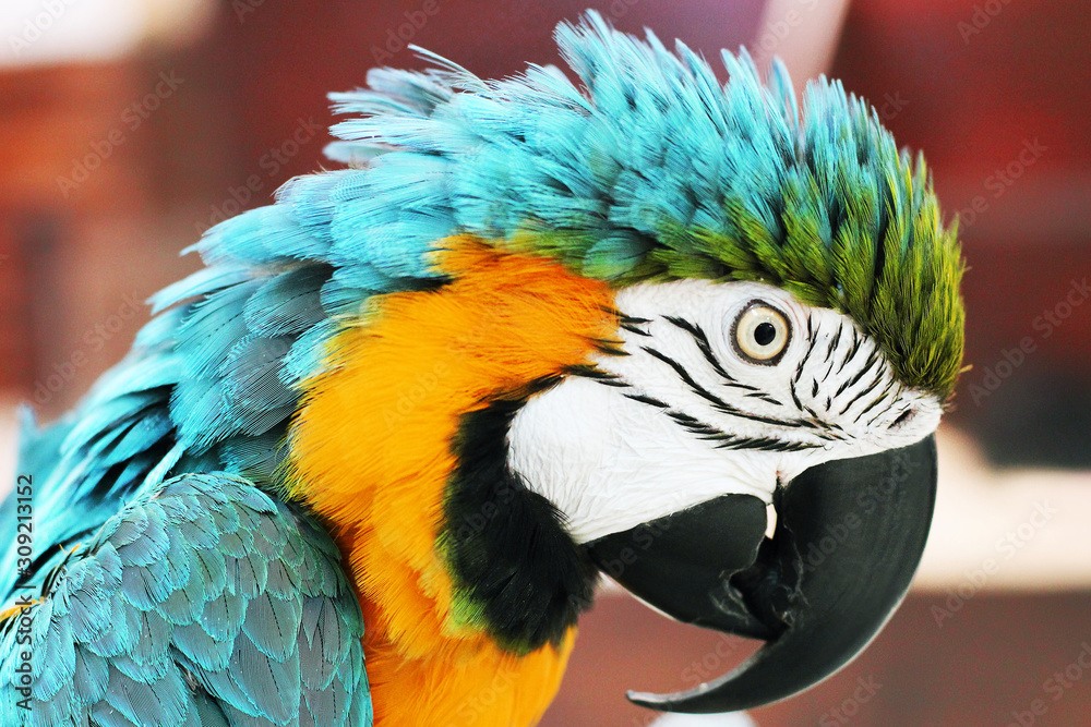 Big beautiful parrot close up. Beautiful bird