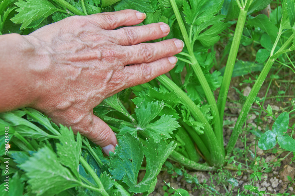 Farmer's hands harvesting celery in the vegetable garden. Ftrsh organic food concept