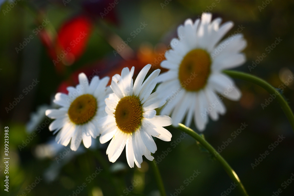 Obraz premium Three flowers of a wild camomile in the solar morning on a dark motley background.