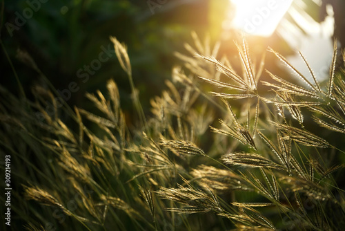 Golden grass flowers with rim light effect at sunset.