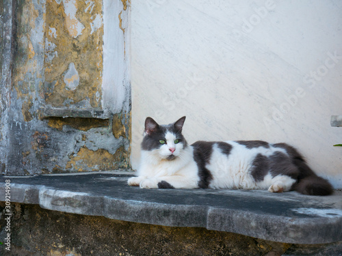 A cat who stands guard in the St. Louis Cemetery #1 in New Orleans, Louisiana, United States photo