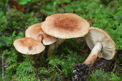 Tricholoma vaccinum, known as the russet scaly tricholoma, the scaly knight, or the fuzztop, wild toadstool from Finland