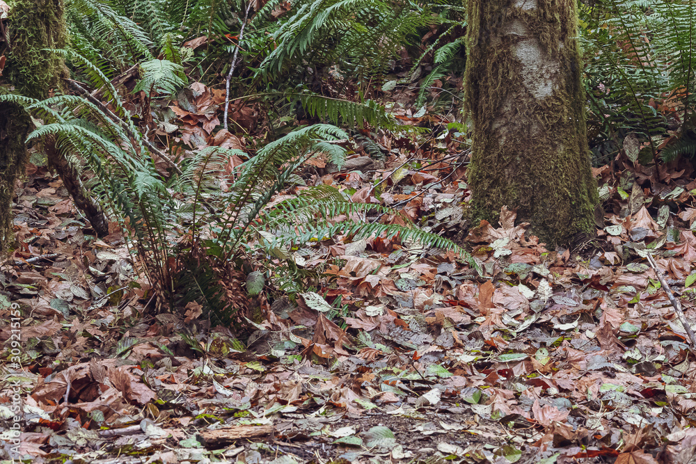 moss covered tree trunks with green ferns and dry leaves moss covered tree trunks with green ferns and dry leaves