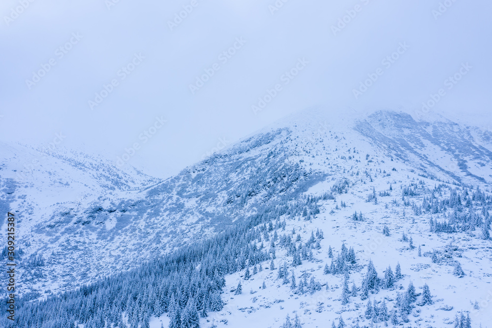 Obraz premium Winter forest with frosty trees, aerial view/ aerial drone view of the snow-covered woods/