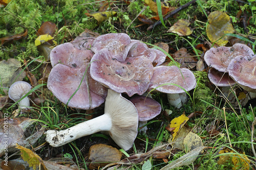 Cortinarius cumatilis, commonly known as wavy webcap, wild mushrooms from Finland photo