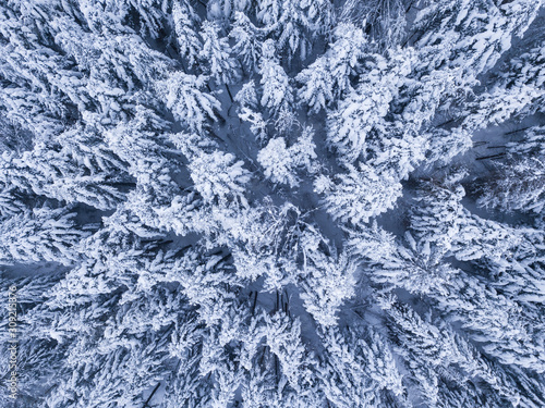 Winter forest with frosty trees, aerial view/ aerial drone view of the snow-covered woods/