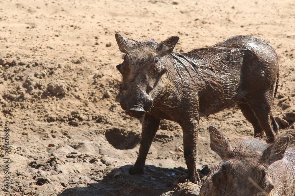 Fototapeta premium Muddy Warthog