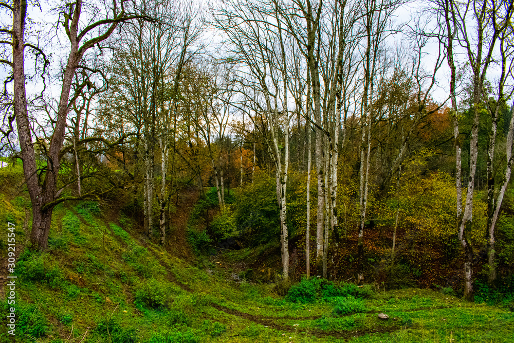 Fototapeta premium Birch trees and small water stream