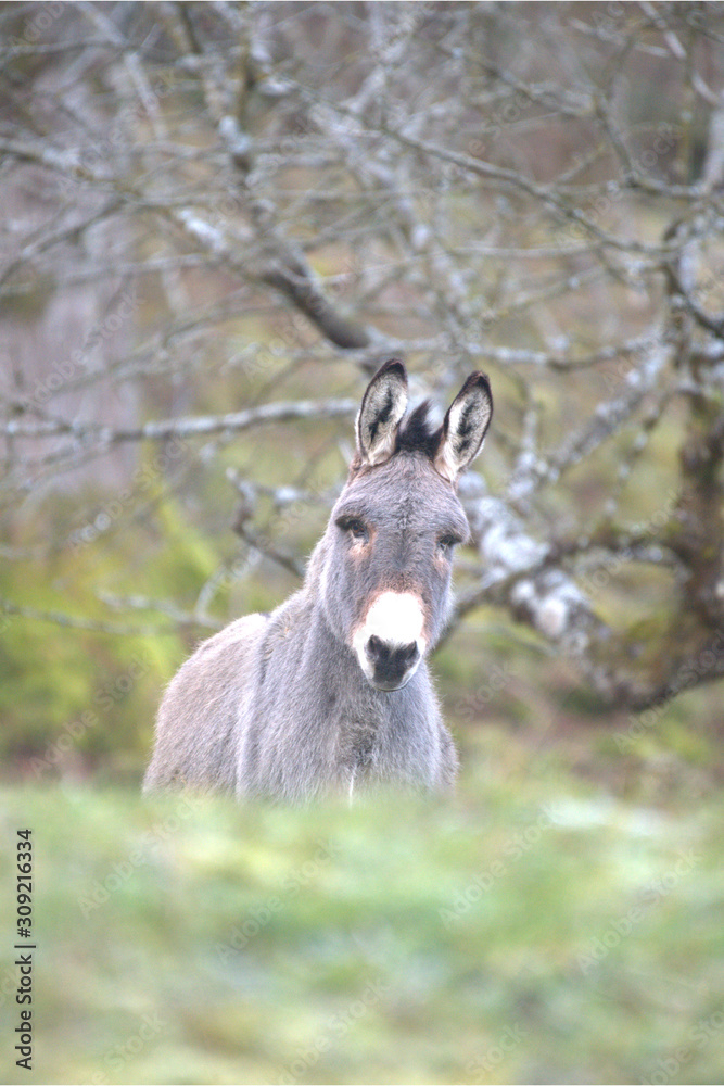 Fototapeta premium Zwergesel
