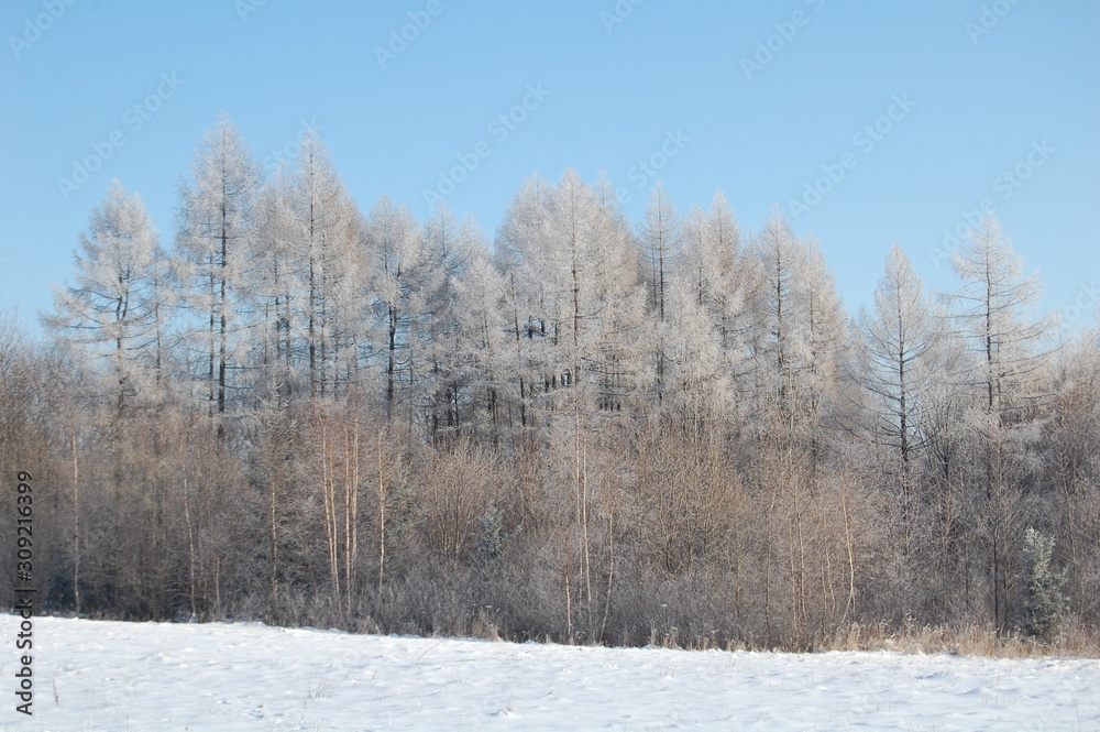 winter landscape with trees and blue sky winter landscape with trees and blue sky