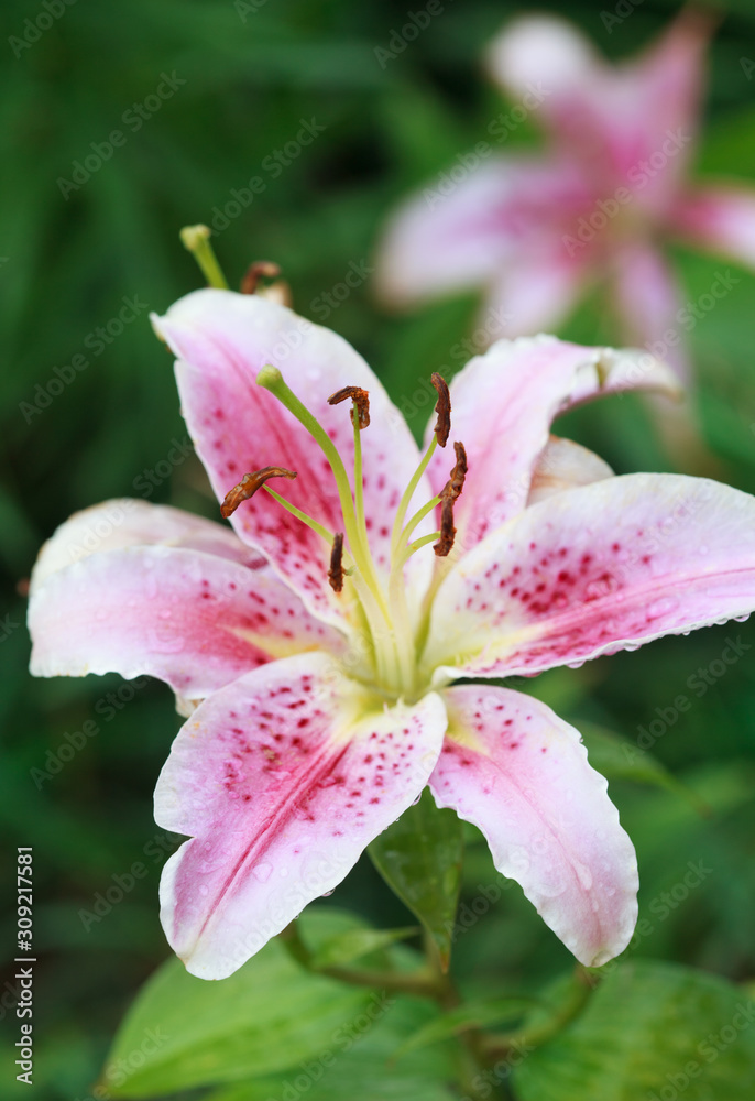 Pink lily (Lilium Acapulco) after the rain, selective focus on the stamens, macro Pink lily (Lilium Acapulco) after the rain, selective focus on the stamens, macro