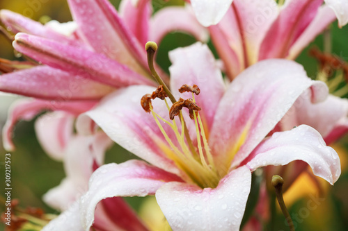 Pink lilies after the rain  selective focus on the stamens  macro