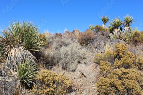 Plants in a given geographical area often form communities of specific vegetation types  such as these Southern Mojave Desert natives  near Lost Horse Mine of Joshua Tree National Park.