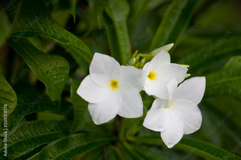 Wet white Plumeria flower (Frangipani flower) blooming with rain drops