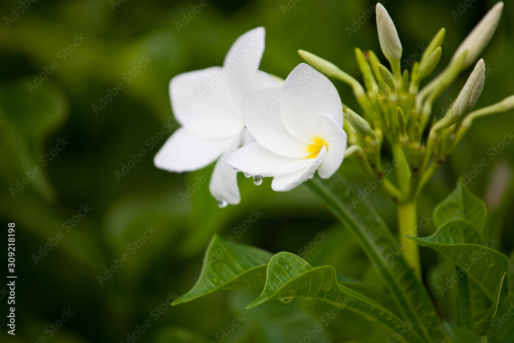 Fototapeta premium Wet white Plumeria flower (Frangipani flower) blooming with rain drops