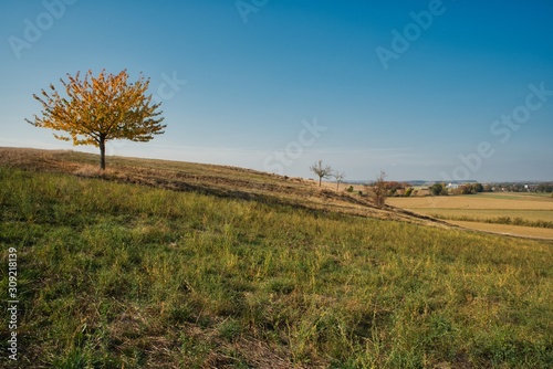 herbstliche landschaft mit feldern hügeln und kirschbaum