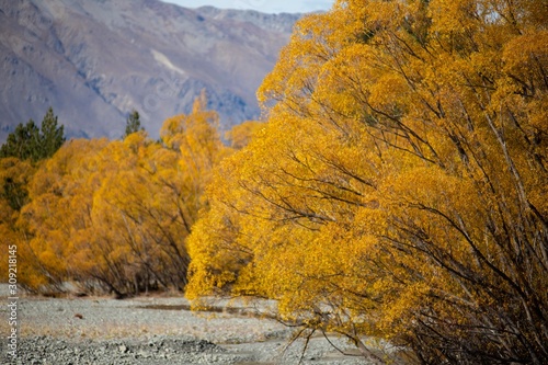 yellow trees
