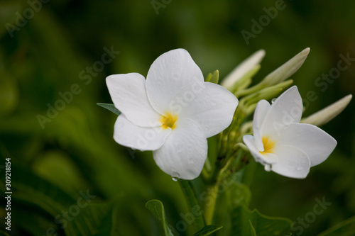 Wet white Plumeria flower  Frangipani flower  blooming with rain drops