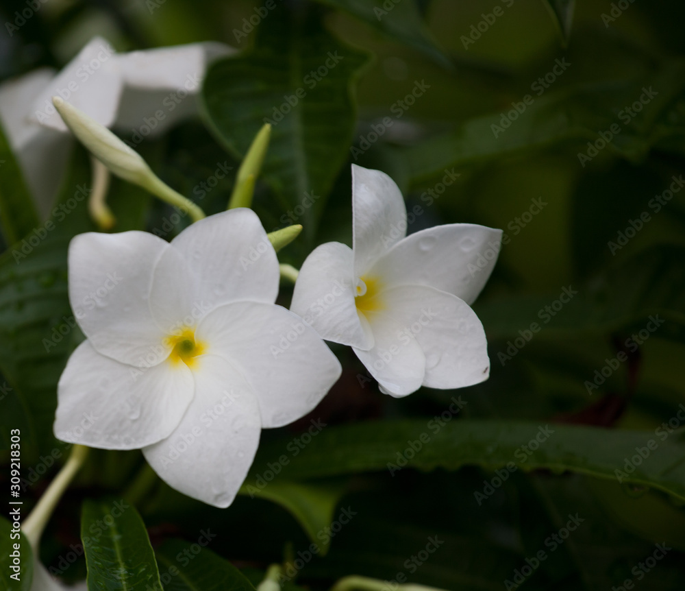 Wet white Plumeria flower (Frangipani flower) blooming with rain drops Wet white Plumeria flower (Frangipani flower) blooming with rain drops