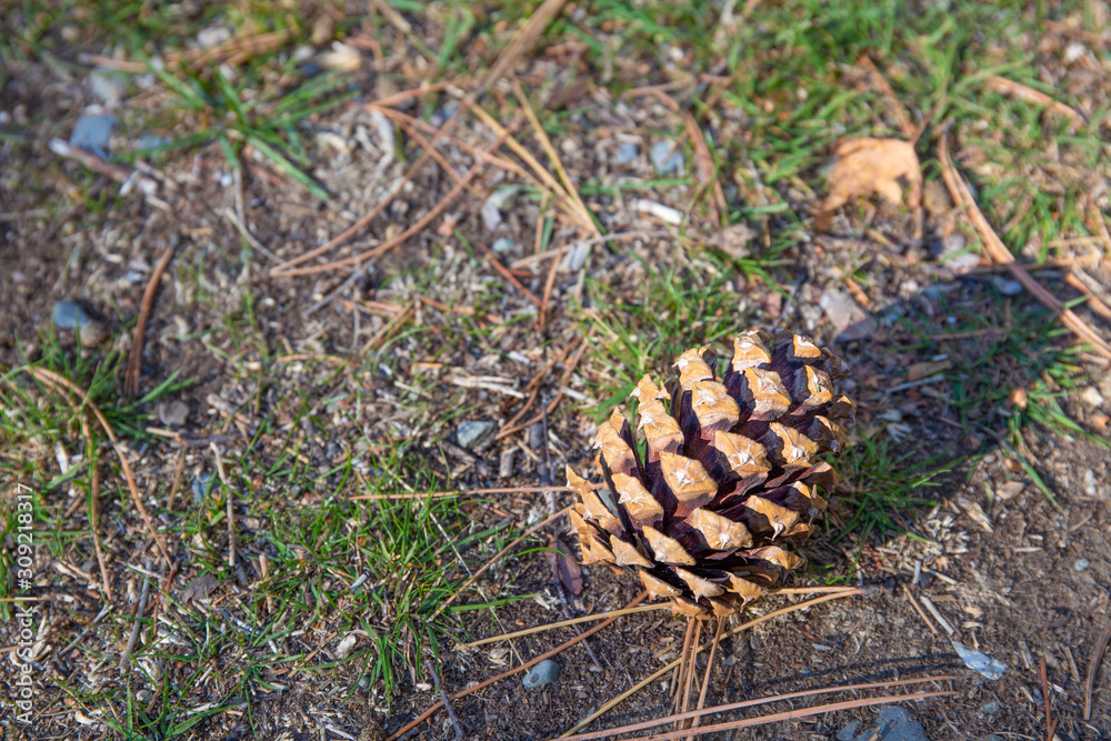 Pinecone drop on the ground