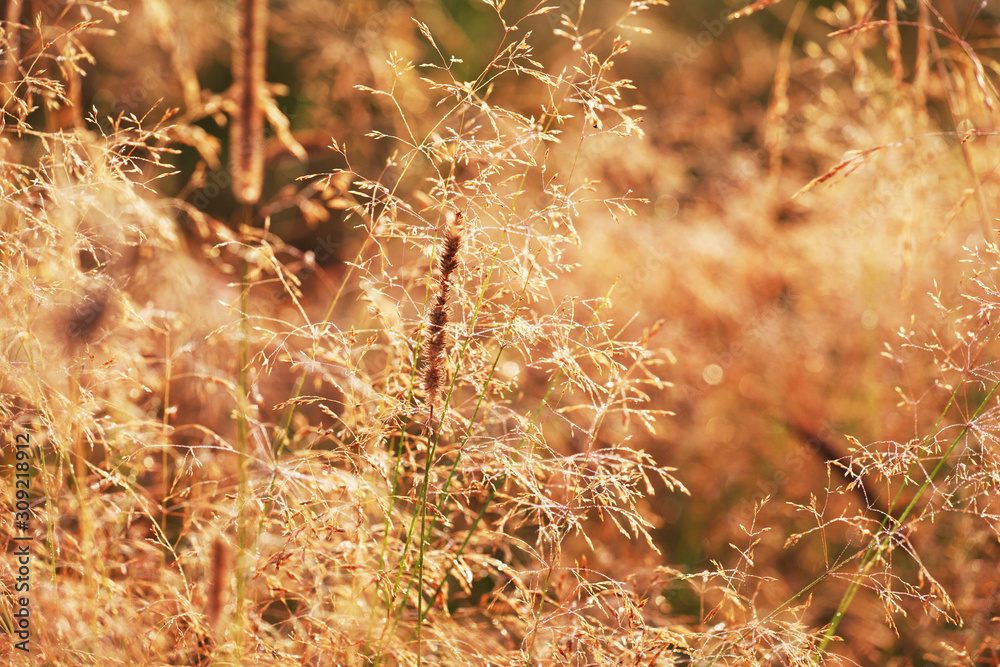 Dry grass fescue (Festuca arundlnacea) at sunrise, selective focus on some of the branches Dry grass fescue (Festuca arundlnacea) at sunrise, selective focus on some of the branches