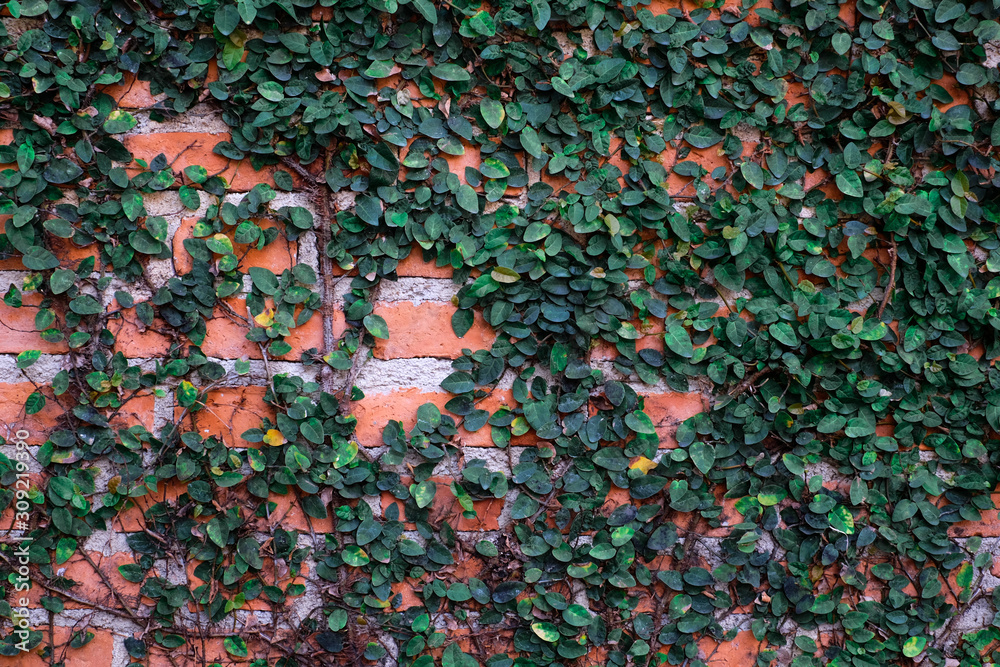 Green plant on red brick wall