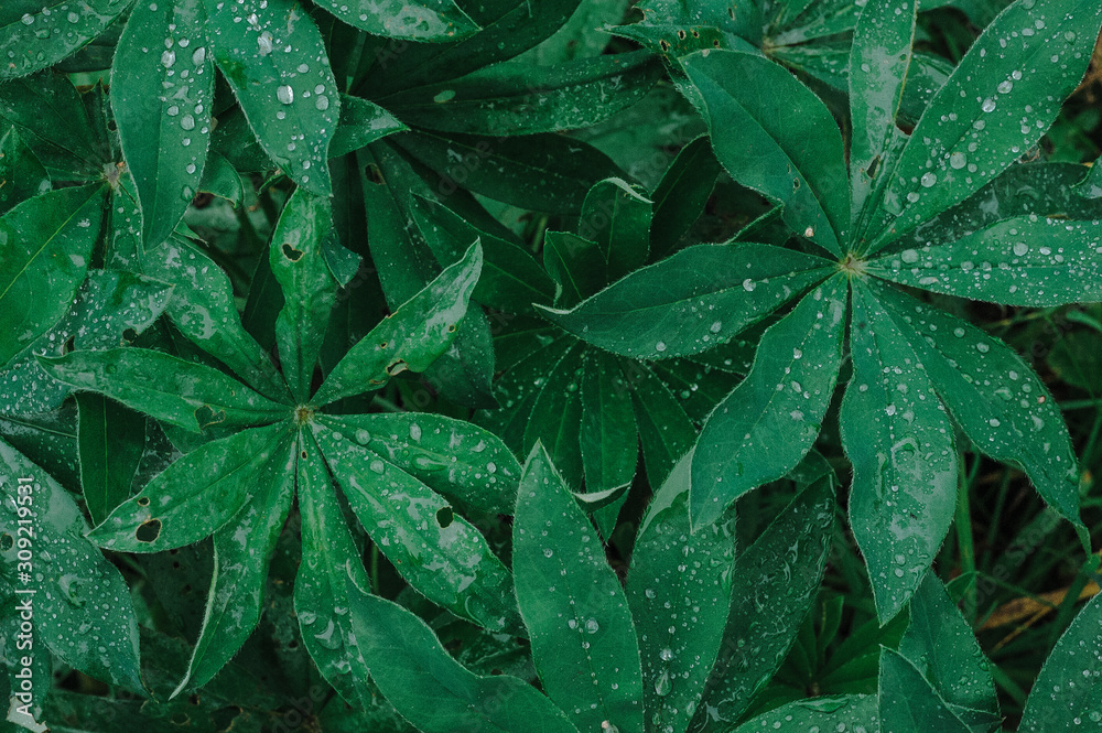 Fototapeta premium Nature green leaves