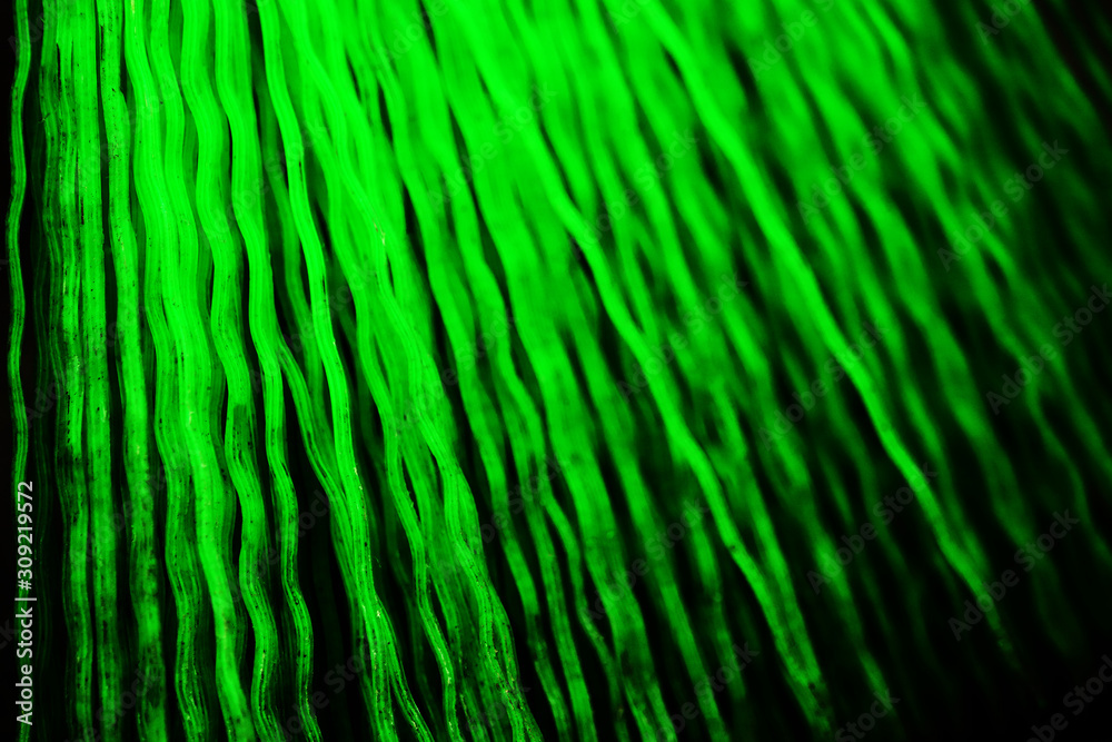 Green plastic abstract wavy lines misty background Green plastic abstract wavy lines misty background