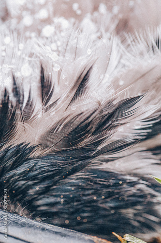Close-up dead raven wings, frozen in hoarfrost. Crow paw in snow. Atmospheric mortal close-up. Bird feathers in snow. Unique backdrop 
