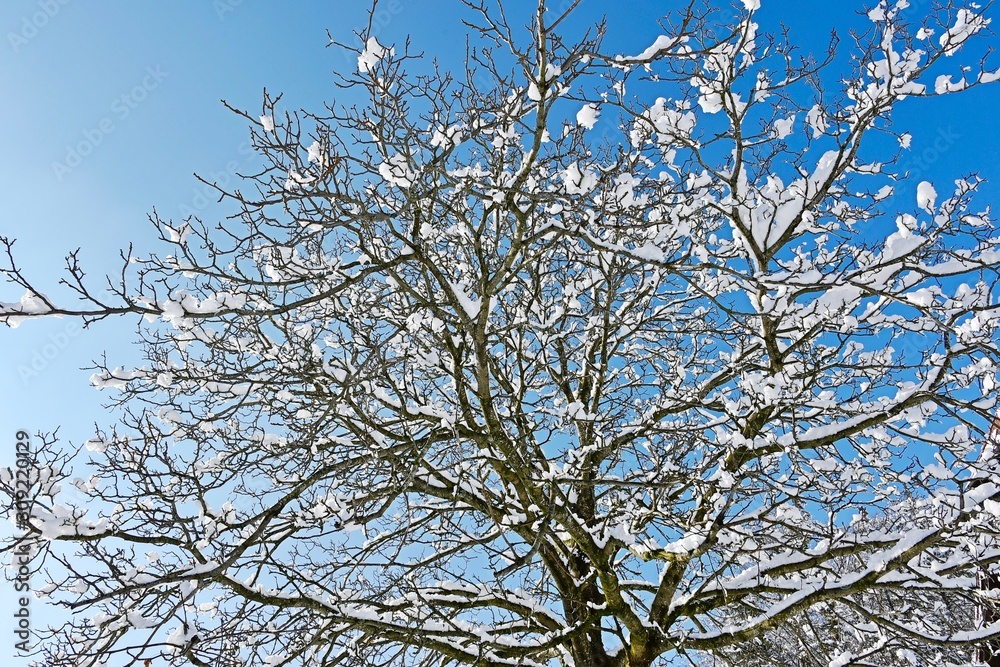 branches of tree against blue sky branches of tree against blue sky