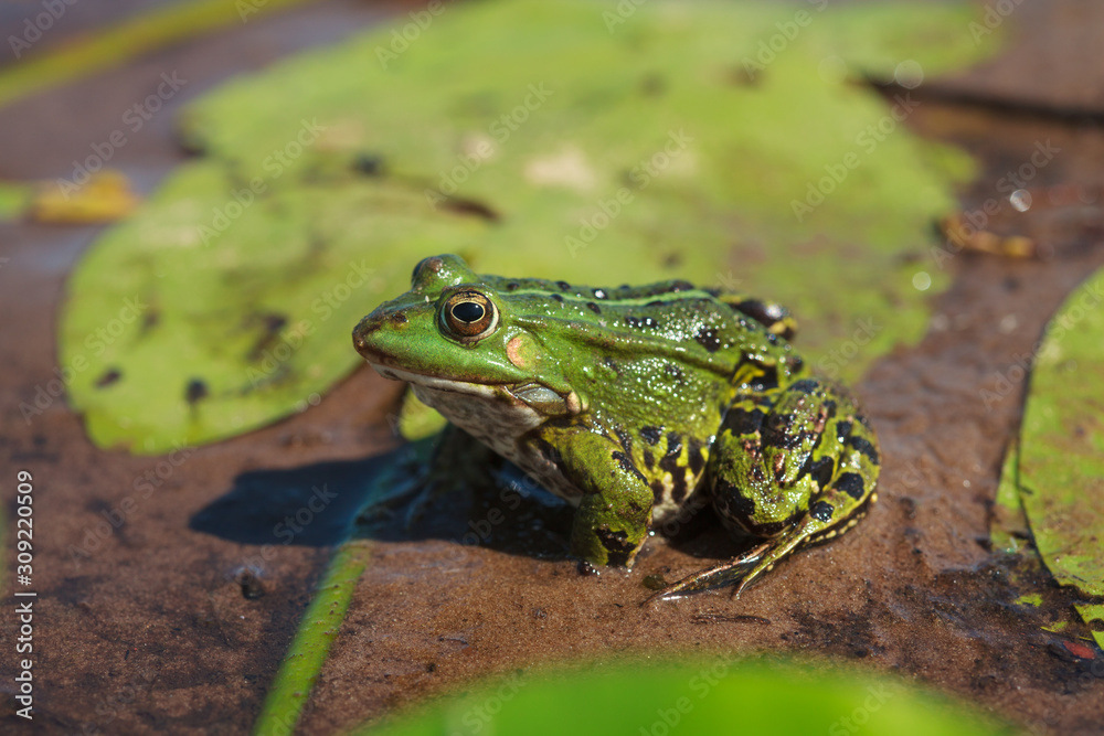 Green water frog (Rana lessonae), close up, selective focus on head Green water frog (Rana lessonae), close up, selective focus on head