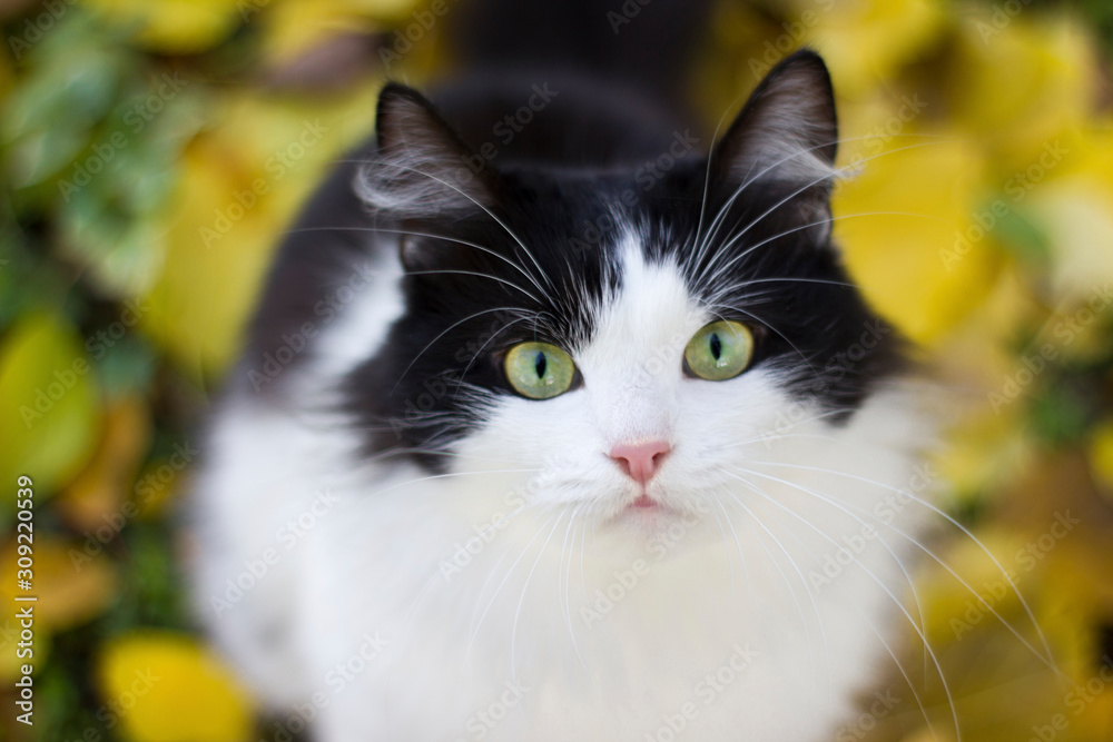 Black and white kitty against background of yellow leaves - autumn