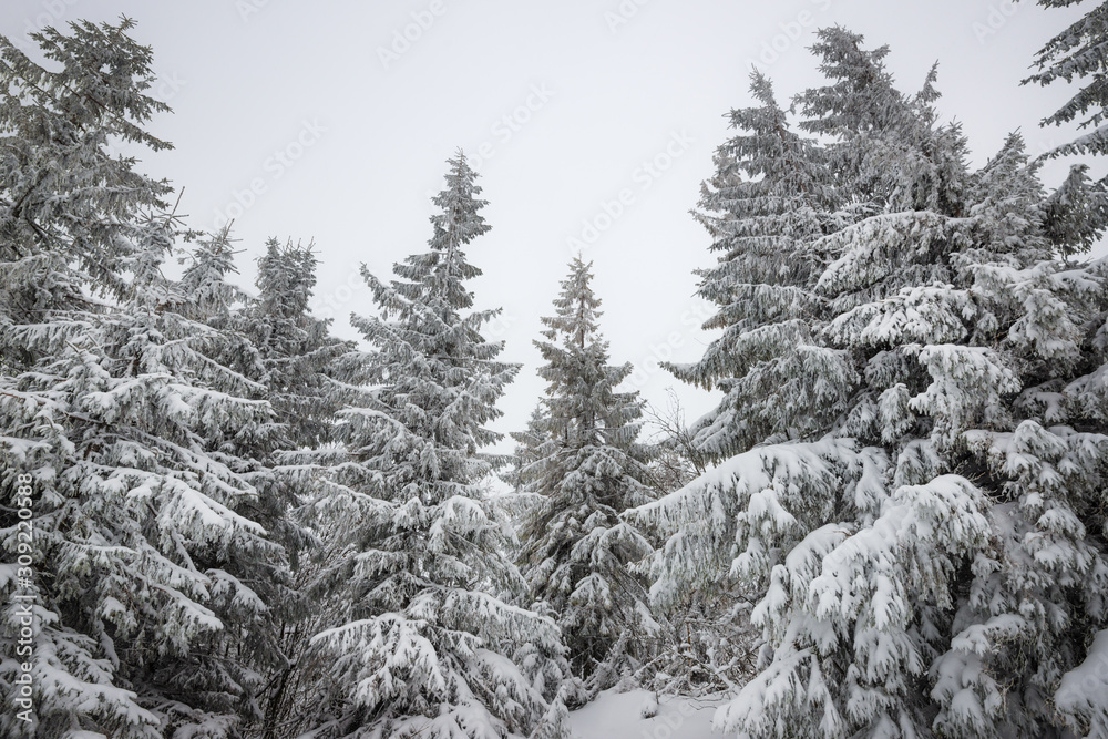 Bottom view beautiful slender snowy fir trees Bottom view beautiful slender snowy fir trees