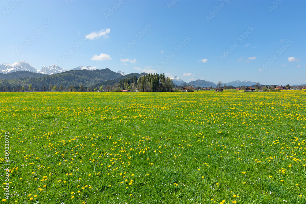 Spring meadow with yellow dandelions and snowy mountains. Allgau Alps, Bavaria, Germany