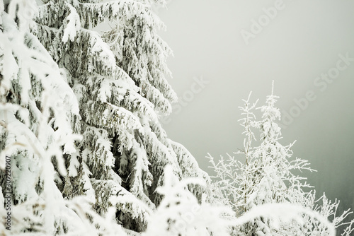 Snowy hill with fir trees and snow