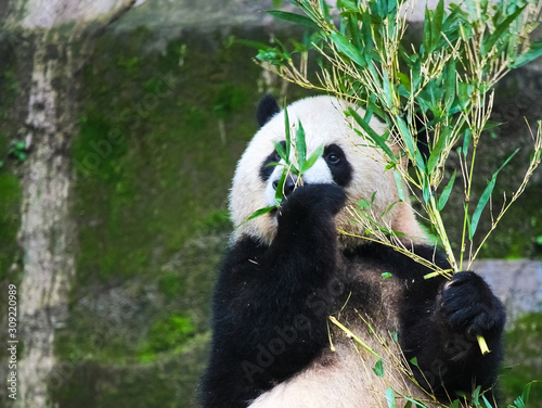 Fototapeta Naklejka Na Ścianę i Meble -  cute eatting giant panda