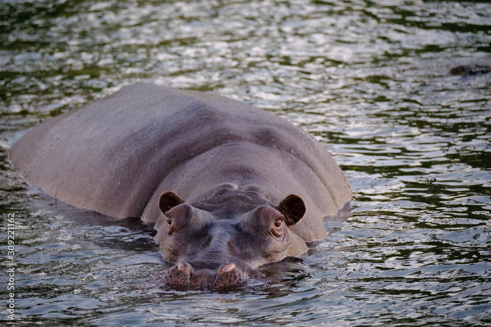 Fototapeta premium Hippo in Zambesi river, Victoria Falls, Zimbabwe