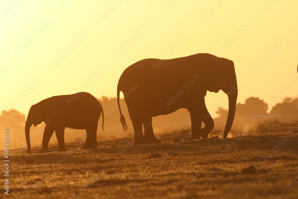 Fototapeta premium Elepahnt in the Afican sunset
