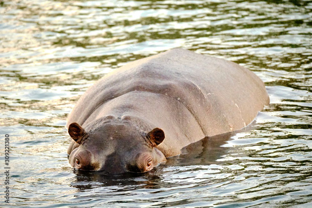 Fototapeta premium Hippo in Zambesi river, Victoria Falls, Zimbabwe
