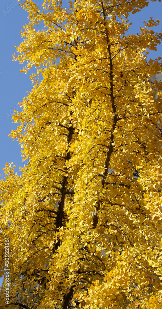 Gingko Biloba trees with yellow autumnal leaves over blue sky