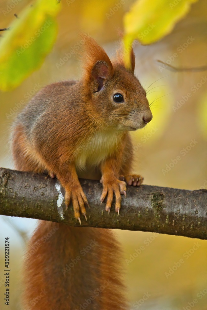 Ein Eichhörnchen sitzt im Herbst auf einem Ast mit gelbem Hintergrund, Sciurus vulgaris