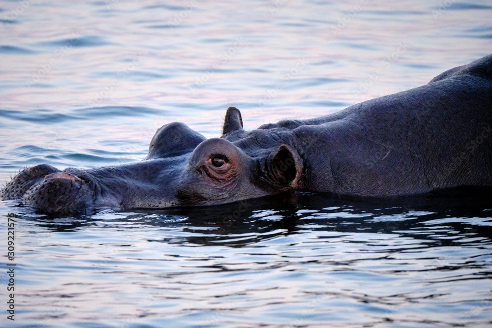 Fototapeta premium Hippo in Zambesi river, Victoria Falls, Zimbabwe