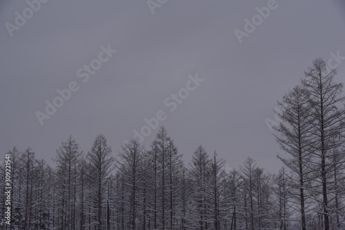 冬の森 / 北海道美瑛市の風景